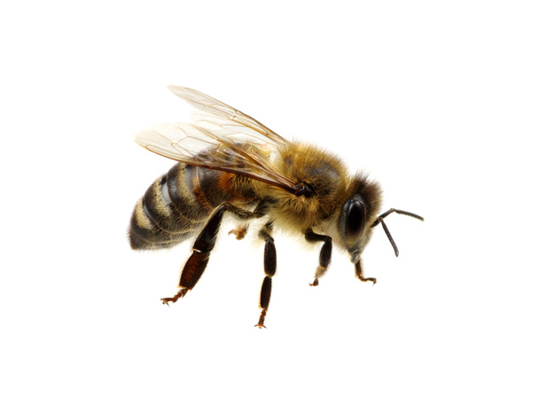méhek  - Fotó, kép