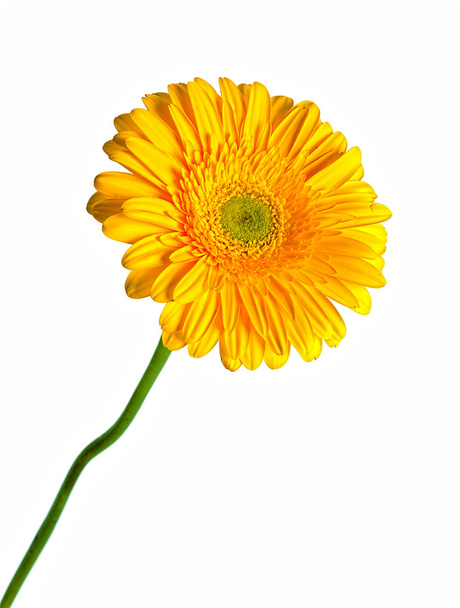 yellow gerbera - Фото, изображение