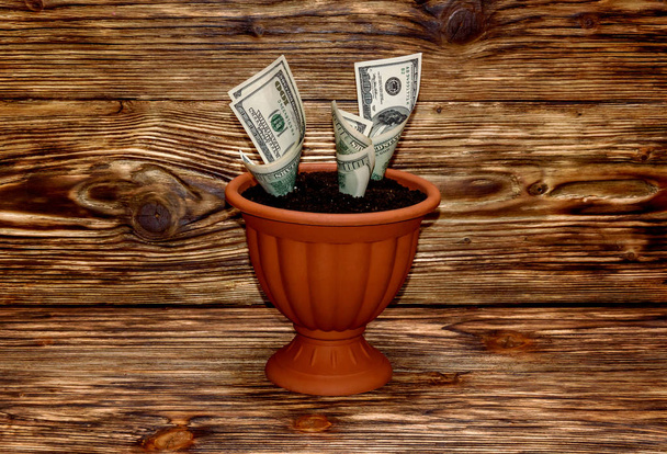 Növekvő dollár, fa Virágtartó - Fotó, kép