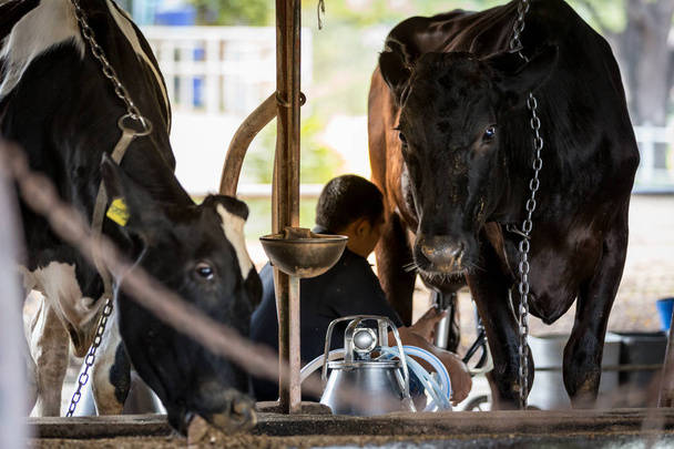 Két tehén, a tejüzem és egy férfi a fejést a fekete tehén. - Fotó, kép
