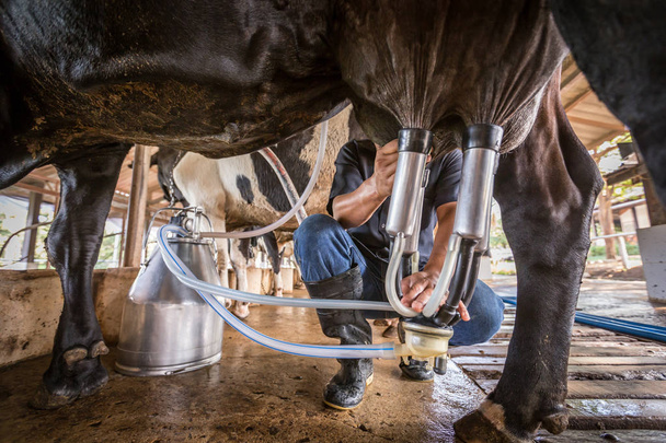 Lehmät miehen kanssa lypsävät maitotilalla
 - Valokuva, kuva