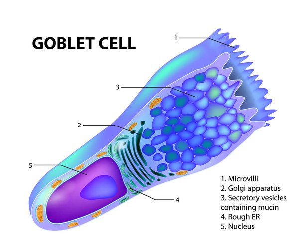 Célula de GOBLET. Estrutura células epiteliais
 - Vetor, Imagem
