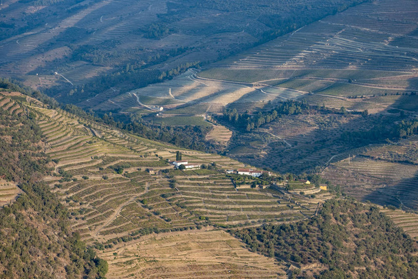 viinitarhat ja Douro-joki, Alto Douro Wine Valley
 - Valokuva, kuva