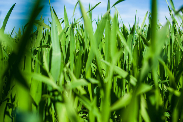 Vihreä nurmi vehnä pellolla
 - Valokuva, kuva