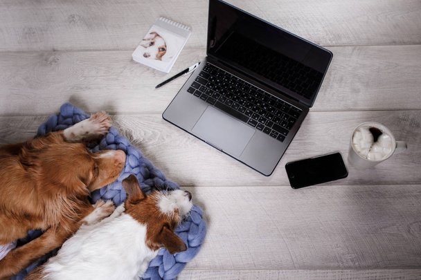 Two dogs at the laptop. Coffee break - Foto, Imagen