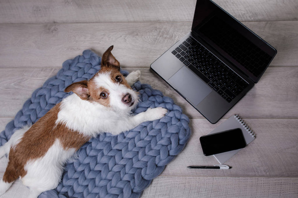 Little dog at the laptop on the floor - 写真・画像