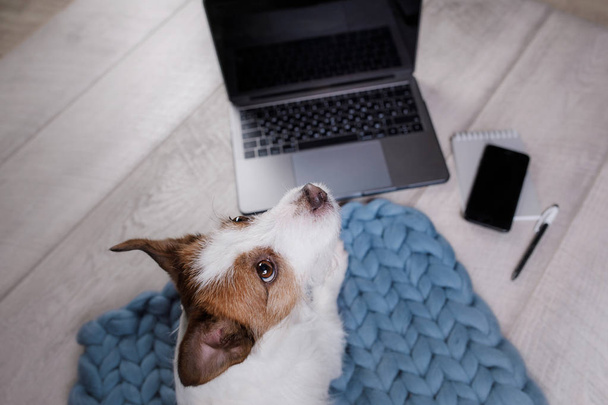 Little dog at the laptop on the floor - Foto, afbeelding