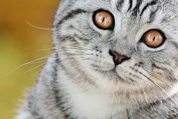 Brittiläinen kissa - Valokuva, kuva