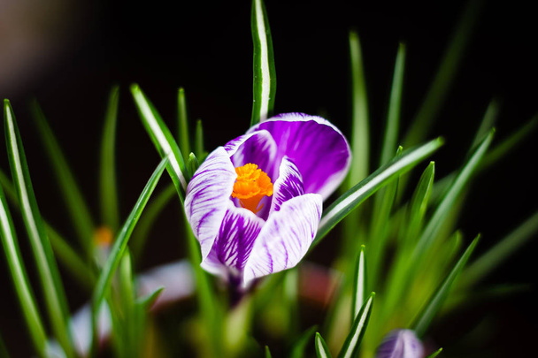 Первый весенний цветок фиолетовый крокус на черном фоне - Фото, изображение