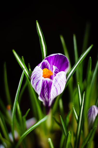 Ensimmäinen kevät kukka violetti krookus mustalla taustalla - Valokuva, kuva