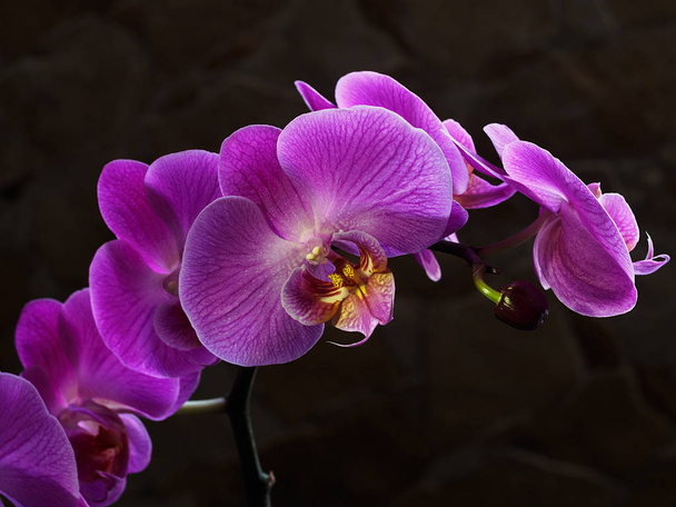 Kaunis violetti orkidea tummalla taustalla
 - Valokuva, kuva