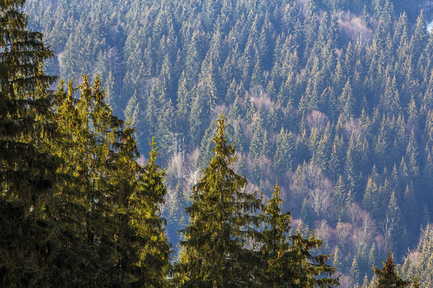 Pine trees in mountain forest - Foto, afbeelding