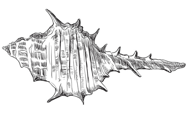 Kézi rajz seashell-23 - Vektor, kép