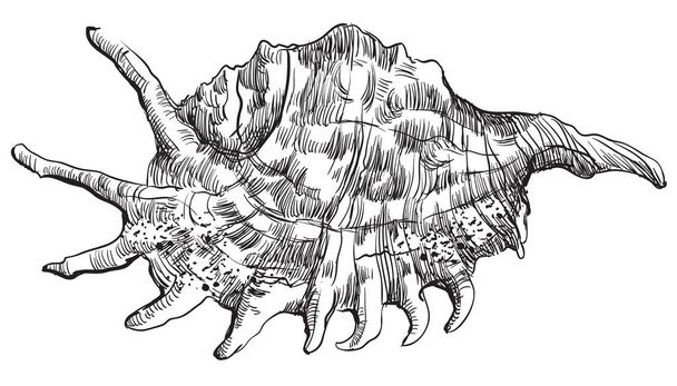 Hand drawing seashell-30 - Vector, imagen