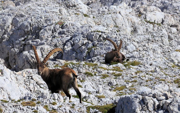 Two older male ibex, Slovenia - Foto, Imagem