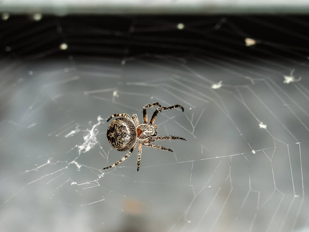 Μια αράχνη περιστρέφει το θηρευτή του web να παγιδεύσει ένα θύμα.  - Φωτογραφία, εικόνα