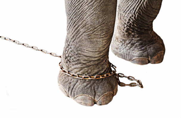 Нога слона ограничивается цепью на белом фоне
 - Фото, изображение