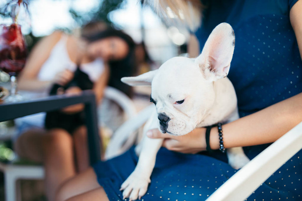 Close up shot of beautiful French bulldog puppy with female owner - Zdjęcie, obraz