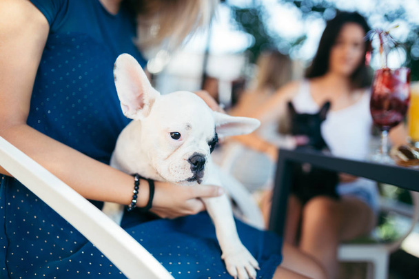 Close up shot of beautiful French bulldog puppy with female owner - Foto, Imagem