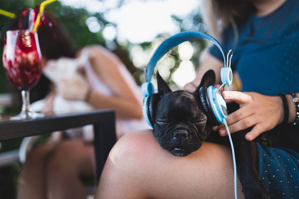 Cute white french bulldog puppy enjoying in owner's lap and listening to music - 写真・画像