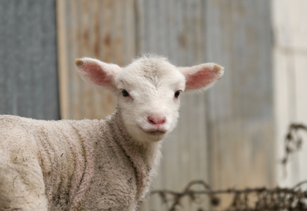Young lamb on the farm - Фото, зображення