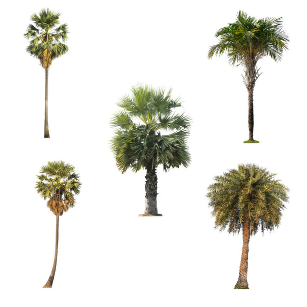 grüne Palme isoliert auf weißem Hintergrund die Sammlung von Palmen. - Foto, Bild