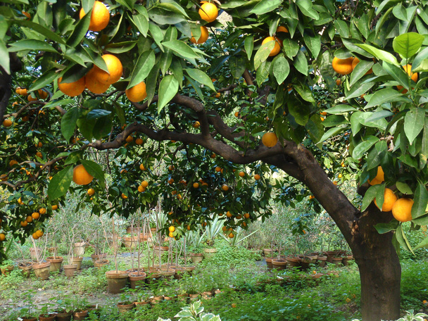 οπωρώνα δένδρων πορτοκαλί φρούτα - Φωτογραφία, εικόνα