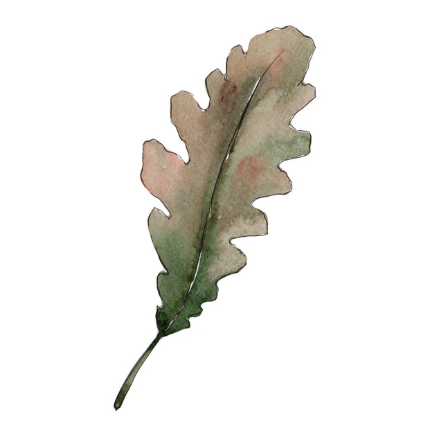 Oak leaves in a watercolor style isolated. - Фото, зображення
