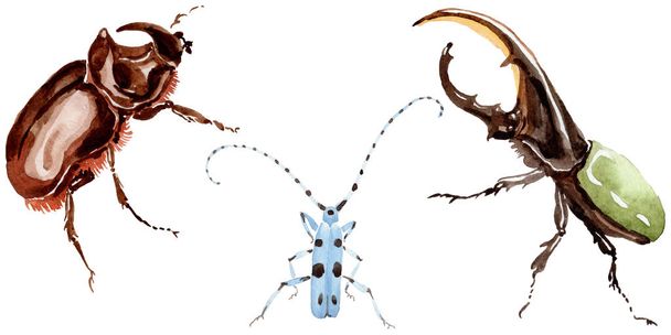 Egzotikus bogarak vadon élő rovarok elszigetelt akvarell stílusú. - Fotó, kép