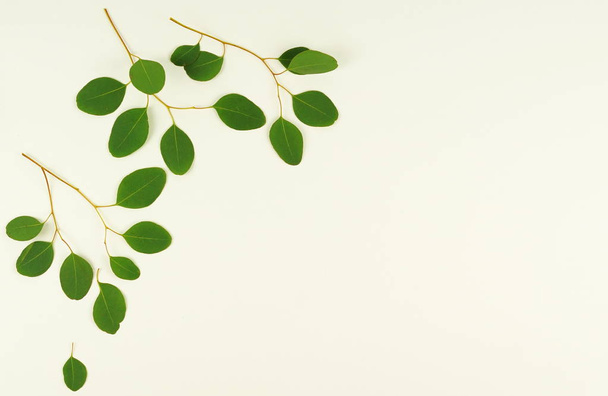 green eucalyptus branches on a white background.abstract. top view - Фото, зображення