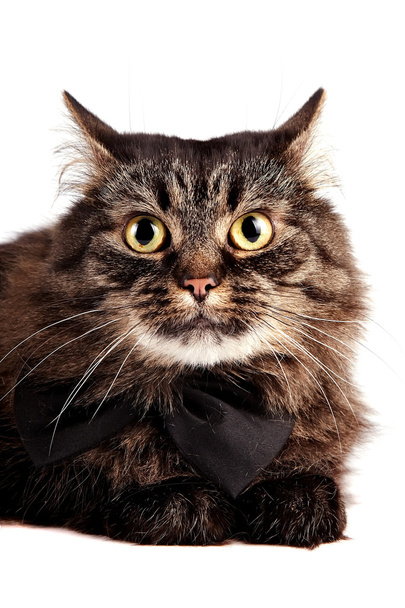 Cat with a black bow - Фото, изображение