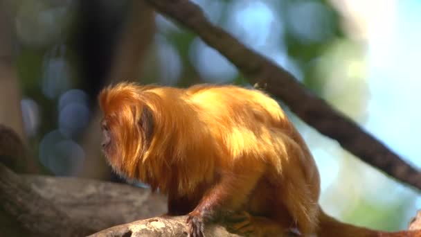 cute red hair monkey at zoo - Filmati, video
