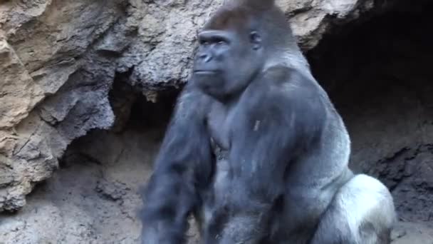 big male of silverback Gorilla - Materiaali, video