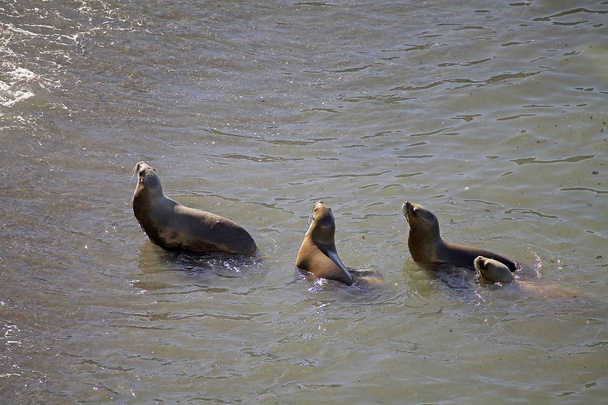 South American sea lions (Otaria flavescens) on the beach at Punta Loma, Argentina - Photo, Image