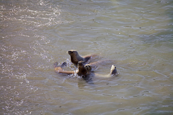 Güney Amerika Deniz Aslanları (Otaria flavescens) Punta Loma, Arjantin plaj - Fotoğraf, Görsel