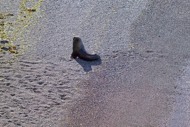 Uchatka Ameryki Południowej (Otaria flavescens) na plaży w Punta Loma, Argentyna - Zdjęcie, obraz