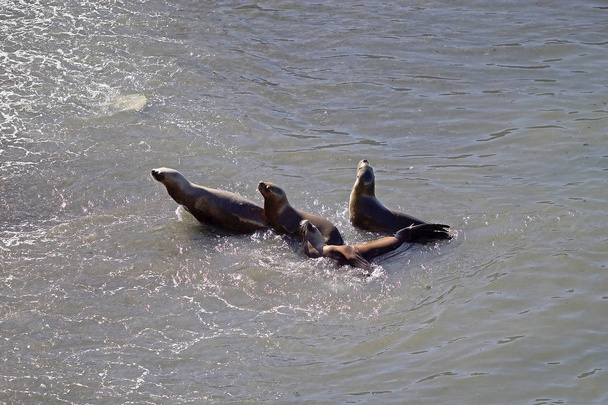 South American sea lions (Otaria flavescens) on the beach at Punta Loma, Argentina - Photo, Image