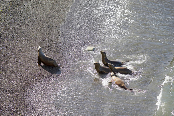Южноамериканские морские львы (Otaria flavescens) на пляже в Пунта-Лома, Аргентина
 - Фото, изображение