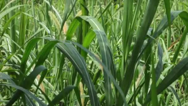 Landbouwgrond in Centraal Vietnam met suikerriet groeien in een veld wordt geblazen in de wind, high-definition film clip beeldmateriaal. - Video