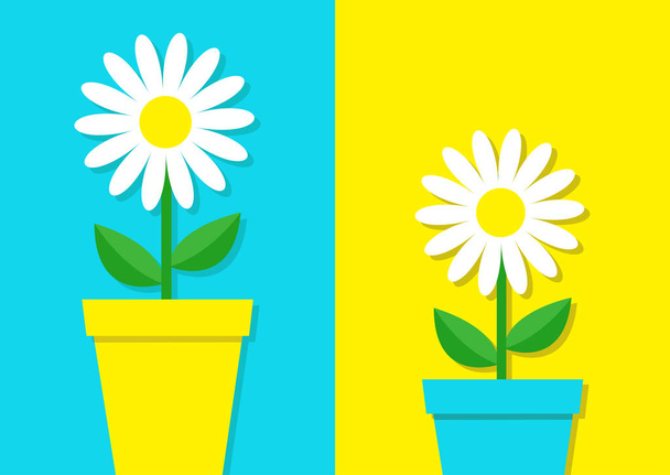 two white chamomiles in pots on blue and yellow background, vector illustration  - Wektor, obraz