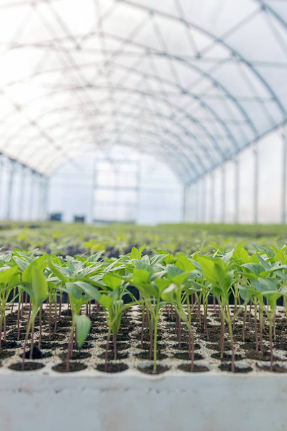 Baby plants growing inside of pots greenhouse nursery. - Фото, изображение