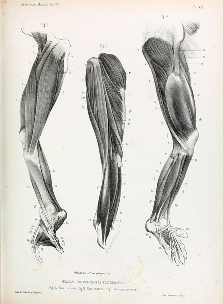 La anatomía del simio. Archives du Musum d 'Histoire Naturelle, París
. - Foto, Imagen