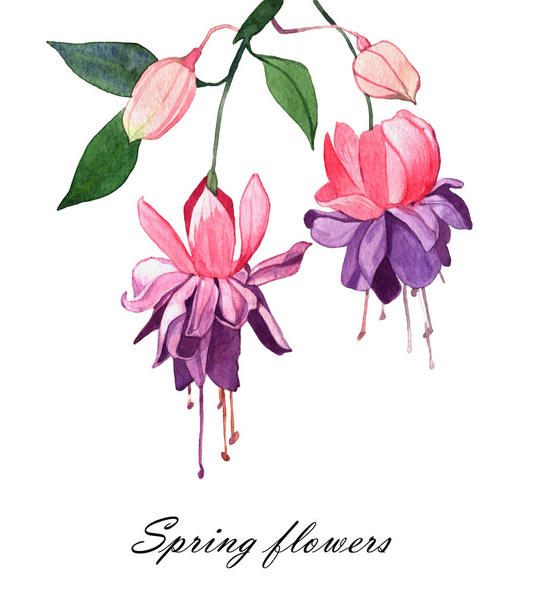 акварельна весняна квіткова ілюстрація ізольована на білому тлі. квітка фуксії
. - Фото, зображення