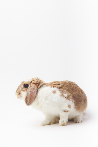 Wyświetlić zbliżenie siedzi królik na białym tle - Zdjęcie, obraz