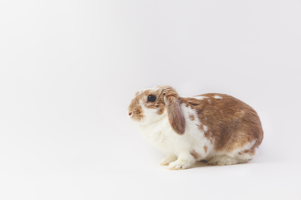 Estudio de tiro de sentado conejo marrón y blanco
  - Foto, Imagen