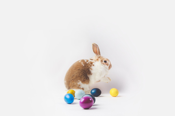 Side view of bunny and painted in different colors eggs, easter concept - Foto, afbeelding