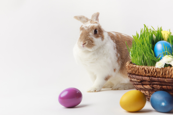 Кролик и корзина с травяными стеблями и пасхальными яйцами, пасхальная концепция
 - Фото, изображение