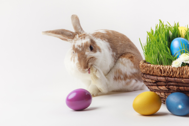 Painted eggs and bunny near basket with grass and flowers, easter concept - Valokuva, kuva