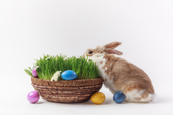 View of rabbit and easter basket with grass and painted eggs, easter concept - Foto, immagini