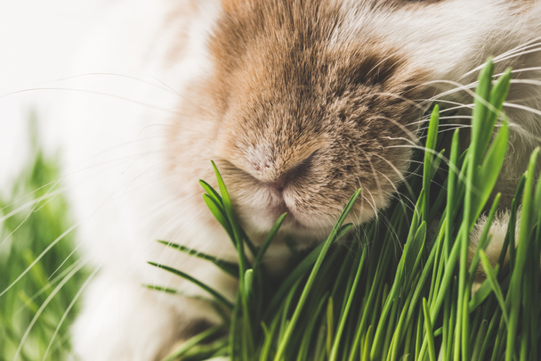Closeup view of rabbit nose and green grass stems - Foto, Imagen